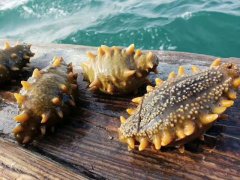 新玉麟海参：海洋滋养的健康传递